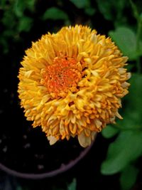 Close-up of yellow flower