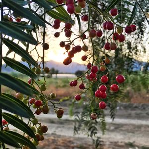 Close-up of red berries on tree