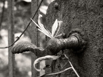 Close-up of rusty plant