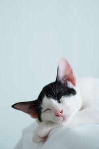 Close-up of a cat over white background