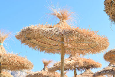 Low angle view of dry plants against clear blue sky