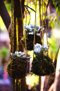 Close-up of bird hanging on tree