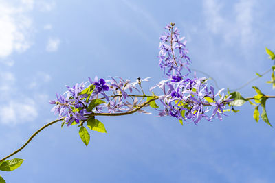 Low angle view of cherry blossom against sky