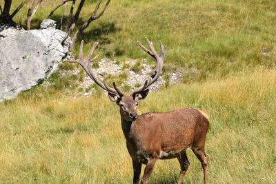 Deer standing on field