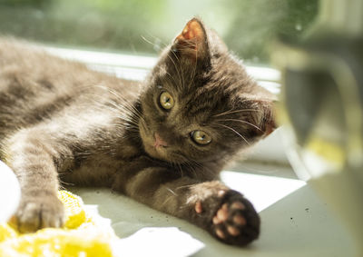 Close-up portrait of a cat