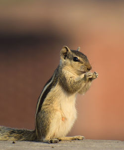 Close-up of squirrel on rock