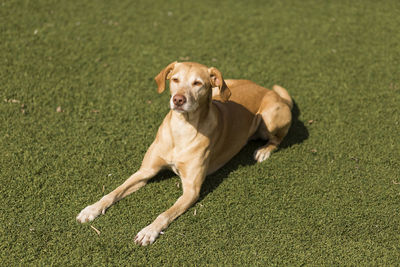 Portrait of dog relaxing on grass