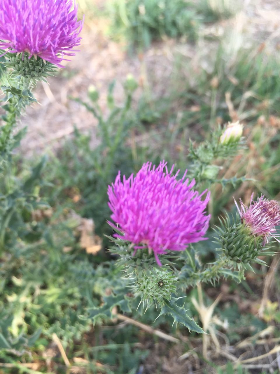 flower, growth, freshness, fragility, beauty in nature, close-up, pink color, focus on foreground, purple, plant, nature, petal, flower head, blooming, in bloom, outdoors, selective focus, botany, day, no people