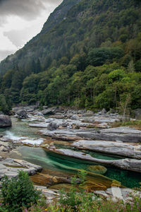 Scenic view of river flowing in forest