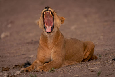 Lioness drinking water