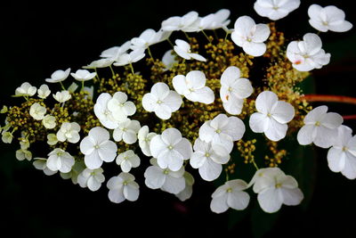 Close-up of white flowers