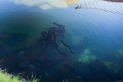 High angle view of fishes swimming in sea