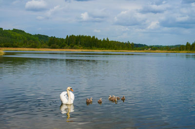 Swans swimming in lake