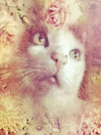 Close-up portrait of a cat