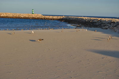 Seagulls on beach