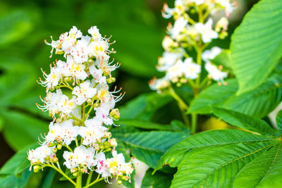 Close-up of white flowering plant