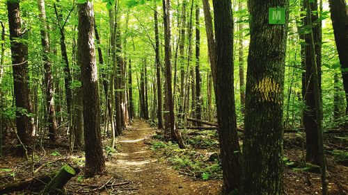 Trees growing in forest