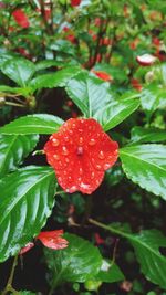 Close-up of red leaf on plant