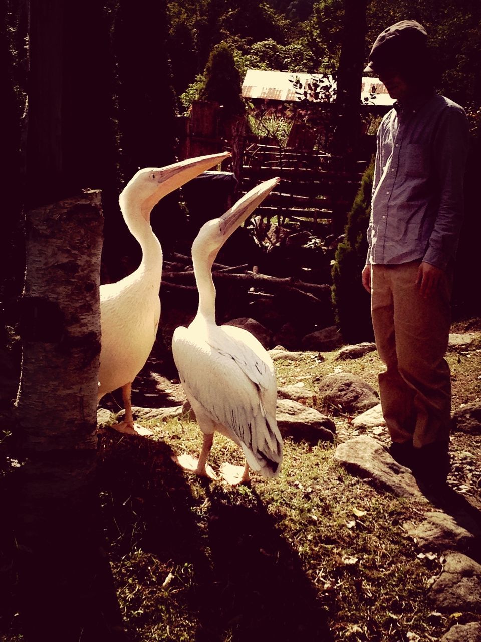 bird, animal themes, standing, animals in the wild, wildlife, one person, full length, rear view, side view, field, tree, grass, nature, one animal, white color, swan, forest, outdoors, walking, day