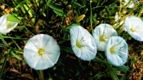 High angle view of white flowers blooming on field