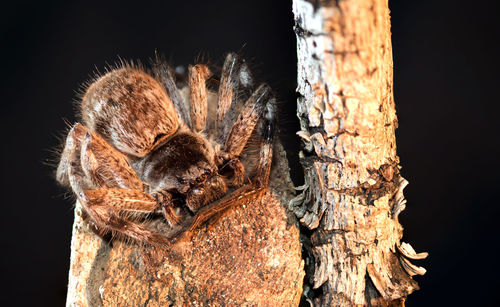 Close-up of starfish on tree trunk
