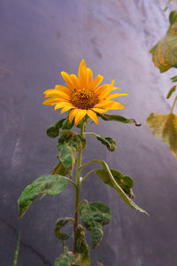 Close-up of yellow flowering plant