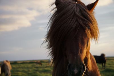 Close-up portrait of horse standing on field against sky