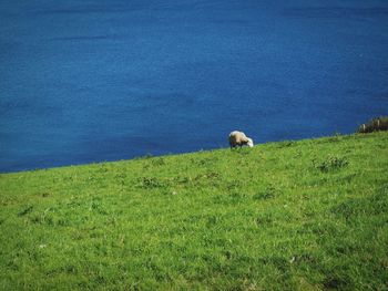 Sheep grazing on grassy field