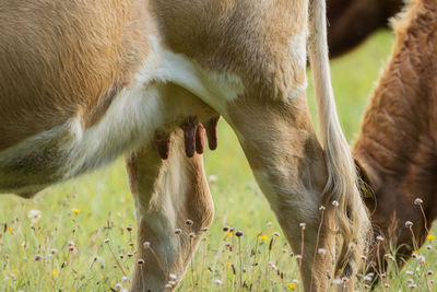 Close-up of sheep grazing on field