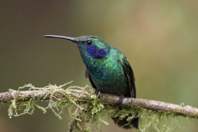 Close-up of a bird perching on branch