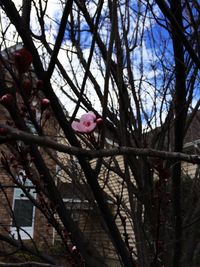 Low angle view of bare trees