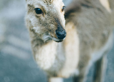 Close-up of horse