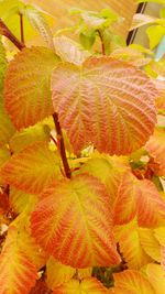 Full frame shot of leaves