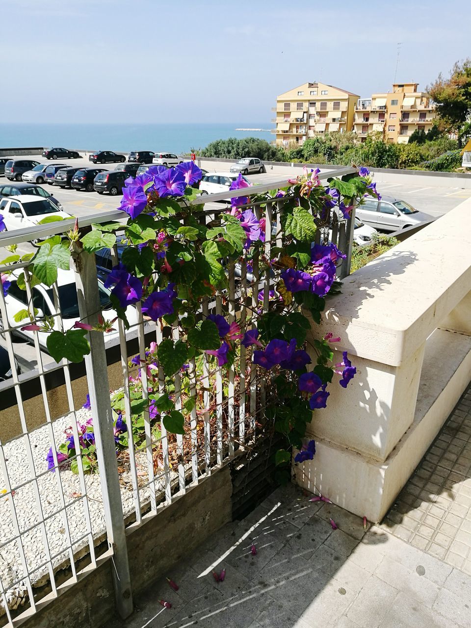 flower, building exterior, architecture, built structure, freshness, sea, fragility, horizon over water, growth, plant, pink color, beauty in nature, water, sky, nature, outdoors, in bloom, day, petal, tourism, blooming, growing, no people, in front of