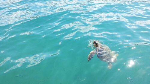 High angle view of turtle swimming in sea