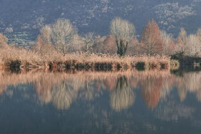 Reflection of trees in lake against sky