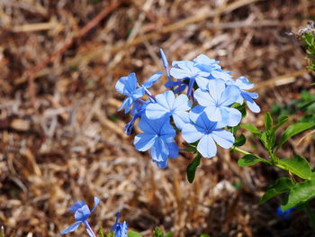 Close-up of blue flowers blooming on field