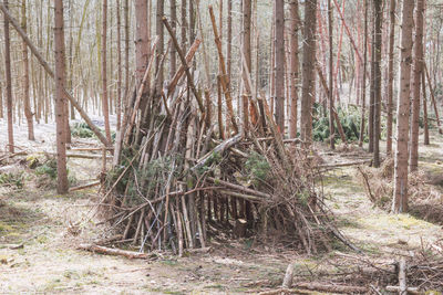 Trees growing in forest