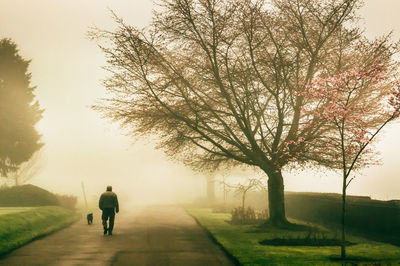 Man and dog walking on street amidst trees during foggy weather