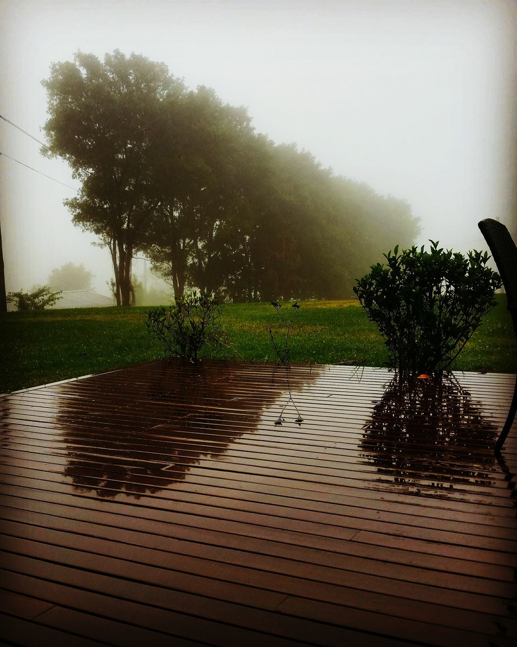 tree, water, nature, beauty in nature, growth, no people, rain, wet, rainy season, lake, day, outdoors, tranquility, palm tree, olive tree, sky