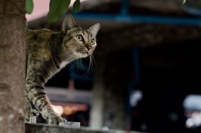 Close-up of a cat looking away