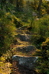 nature