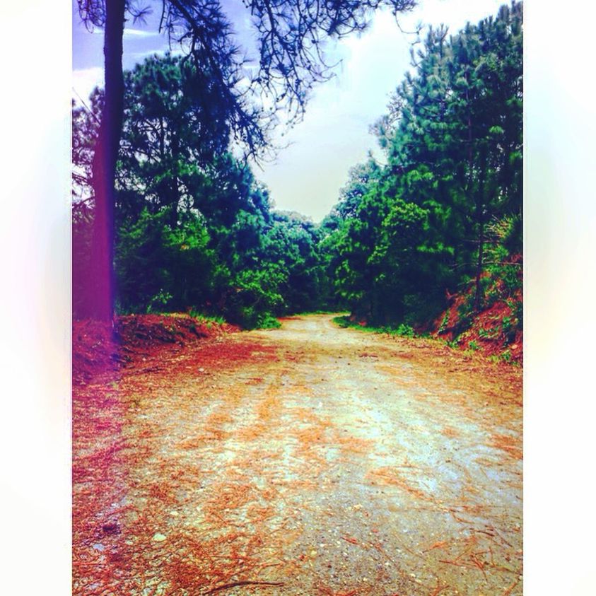 tree, the way forward, transfer print, auto post production filter, growth, diminishing perspective, tranquility, road, nature, tranquil scene, empty, footpath, vanishing point, day, beauty in nature, plant, transportation, outdoors, no people, street