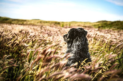 Dog looking away on field