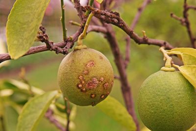 Canker disease on lime fruit caused by bacteria, plant disease