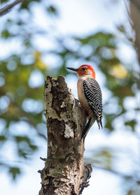 Bird perching on a tree