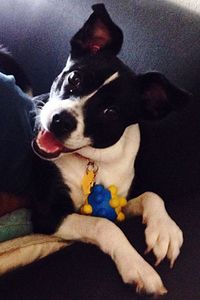 Portrait of a dog