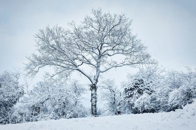 Bare tree on snow covered field against clear sky