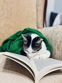 Cat relaxing on book