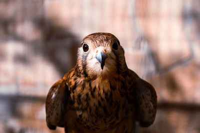 Close-up portrait of owl